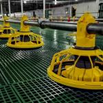 Chicken Drinking Automatic Pan Feeding System For Poultry Farming Equipment Machine