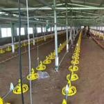 Stainless Broiler Pan Feeding System Poultry Feed Distribution System for sale
