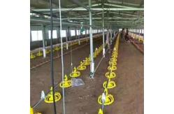 China Stainless Broiler Pan Feeding System Poultry Feed Distribution System supplier