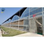 Agriculture Tomato Tunnel Greenhouse Multi Span Horticulture Tropical Greenhouse for sale