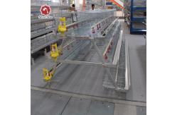 China ISO9001 Baby Chicken Cage For 1 Day Old Chick Automatic Feeding System supplier