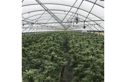 China Single Span Blackout Shading Light Deprivation Greenhouse 10-100M supplier