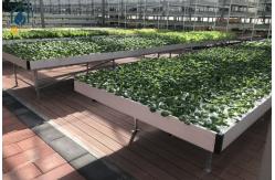 China Hydroponics Ebb And Flow Rolling Benches Greenhouse Plant Trays UV Protection supplier