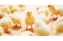 China Broiler Chicken Cage manufacturer