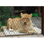 Versatile Ladder 25x25mm Flexible Stainless Steel Cable Mesh For Zoo for sale