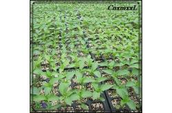 China High Reflective HDPE Plastic Seedling Tray 50 Cell Plug Flats For Sprouting supplier