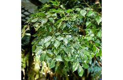 China Large Ficus Foliage Artificial Landscape Trees With Lush Green Leaves No Sunlight supplier