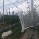 China White Orchard Hail Netting For Gardens Offering  Hail And Weather Protection for sale