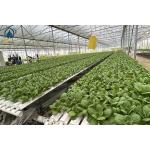 Indoor Vertical Farming NFT Hydroponic System PVC Tube Growing System