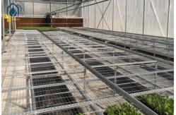 China Agricultural Wire Mesh Rolling Grow Tables Greenhouse Hydroponic Rolling Benches supplier