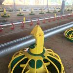 Poultry Auto Auger Broiler Pan Feeding System Chicken Water Drinking System for sale