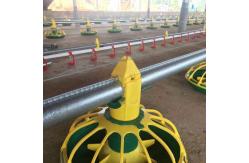 China Poultry Auto Auger Broiler Pan Feeding System Chicken Water Drinking System supplier