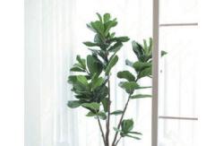 China Natural 120cm Height Pandurata Artificial Ficus Tree Landing Plant supplier