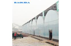China Plastic Dome Multi Span Greenhouse Stable Performance Commercial Long Lifespan supplier