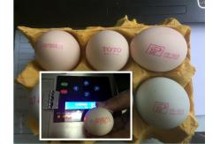 China High Output Egg Jet Printer With Environmental Protection Food Safe Ink  supplier