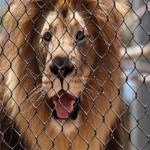 Stainless Steel 304 Anti Biting Zoo Wire Mesh For Animals Lion Protective Fencing Mesh for sale