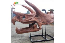 China Jurassic World Replica Triceratops Skeleton Sunproof For Museum supplier