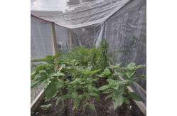 China 50 Mesh 5m 120g/M2 Plant Insect Mesh Protection Netting Anti Insect Net supplier