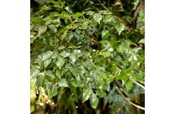 China Bespoke Large Fake Ficus Tree Custom Height Foliage Tree 2-20m Evergreen Plant supplier