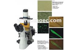 China 200X Laboratory Inverted Fluorescence Microscope Halogen Lamp Microscopes A16.0901 supplier