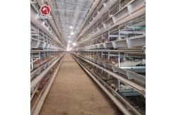 China Q235 72 birds / set Layer Chicken Steel Cage With Full Automatic System supplier