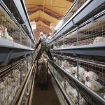 Commercial 4 Layer Broiler Chicken Cage 80Birds/Set SONCAP Certificated for sale