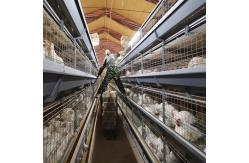 China Commercial 4 Layer Broiler Chicken Cage 80Birds/Set SONCAP Certificated supplier