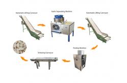 China High Output Garlic Processing Production Line/Garlic Peeling Peeler Machine supplier