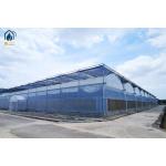 Commercial Multi Span Plastic Agricultural Greenhouse With Polyethylene Cover