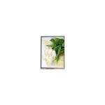 720*670 4.2 inch GV042FBE-N80-1QP0 LCD Screen Panel for sale