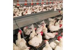 China Broiler Automatic Feeder Chicken Breeding Equipment supplier