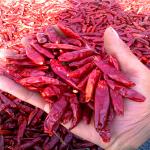 Hot Pot/ Sichuan Cuisine Dried Red Chilli Peppers 4-7cm With 50 Hot Pungency for sale