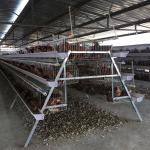 43*41Cm Full Automatic Battery Cage System U Type Galvanized Silver Color for sale