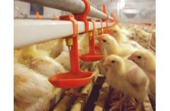 China Automatic poultry chicken water for quail birds farm system China price supplier