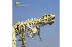 China length 15m Museum Quality Dinosaur Replicas T Rex Skull water repellent supplier
