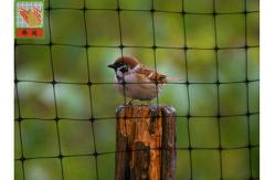 China Heavy Duty Plastic Vegetable Garden Mesh Netting , PP Black Anti Bird Netting supplier