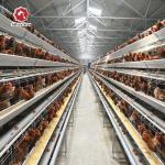 Philippines Galvanized Egg Layer Chicken Cage H Type 68KG ISO9001 for sale