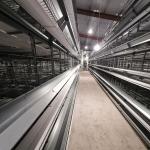 3-8 Tiers Poultry Cage Battery System U type HDG Steel Material for sale
