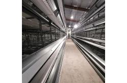China 4 Floors H Frame Broiler Chicken Poultry Cage With Automatic Feeder supplier