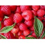 Raspberry ketone CAS No.: 84929-76-0 for sale