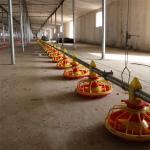 Stainless Chicken Feeding System Pan Feeder Poultry 50-100 Chickens / Hour for sale