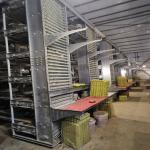 2pc/Layer HDG Poultry Egg Collection System Automatic 4m/Min Speed for sale