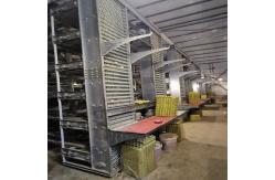 China 2pc/Layer HDG Poultry Egg Collection System Automatic 4m/Min Speed supplier