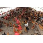 Automatic Feeding Chicken Nipple Drinker System Ground Breeding