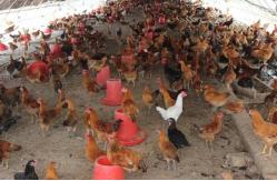 China Automatic Feeding Chicken Nipple Drinker System Ground Breeding supplier