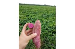China IQF Frozen Purple Sweet Potato, random cut supplier