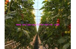China High Breaking Strength And UV Treated Polypropylene Wrapping Twine for Tomato supplier