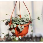 cheap price plastic hanging hook hanging flower pot on wall in room