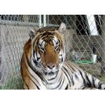 316 316L High Strength Stainless Steel Zoo Mesh For Animal 4.0 Mm Wire for sale