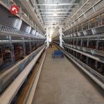 4 Tiers Chicken Egg Layer Battery Cage For Tanzania Poultry Farm for sale